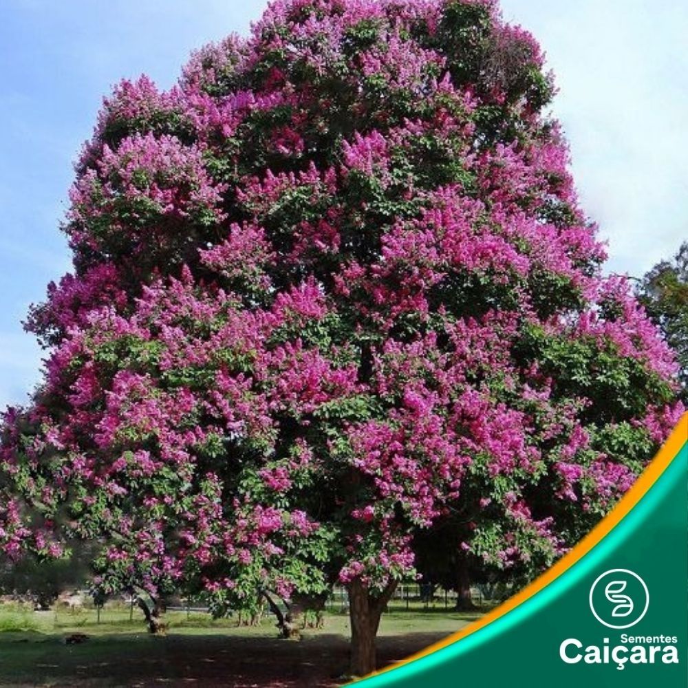 Reseda Gigante